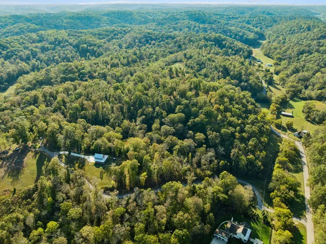 a view of a forest with plants and large trees