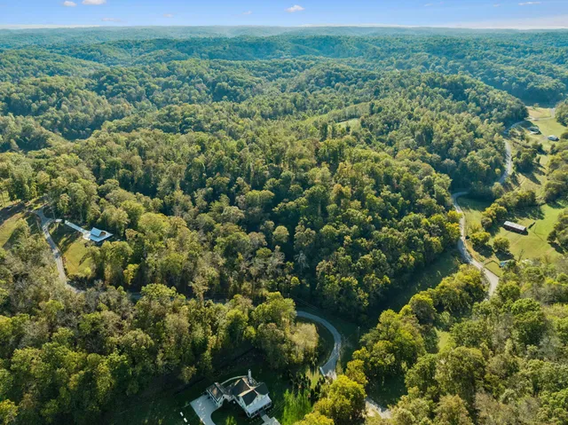 a view of a forest with a tree