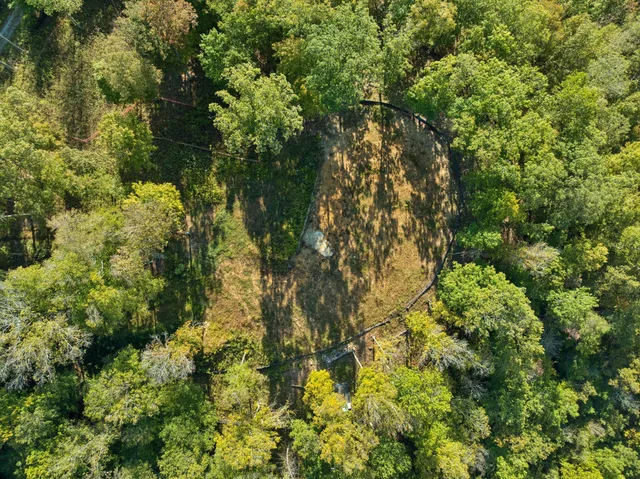 a view of a forest with a street