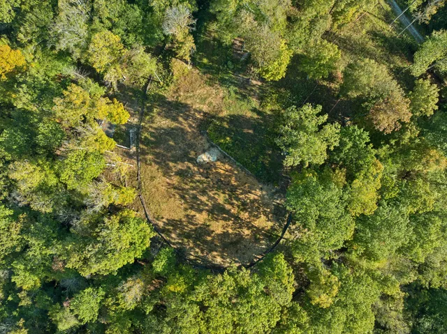 a view of a lush green forest