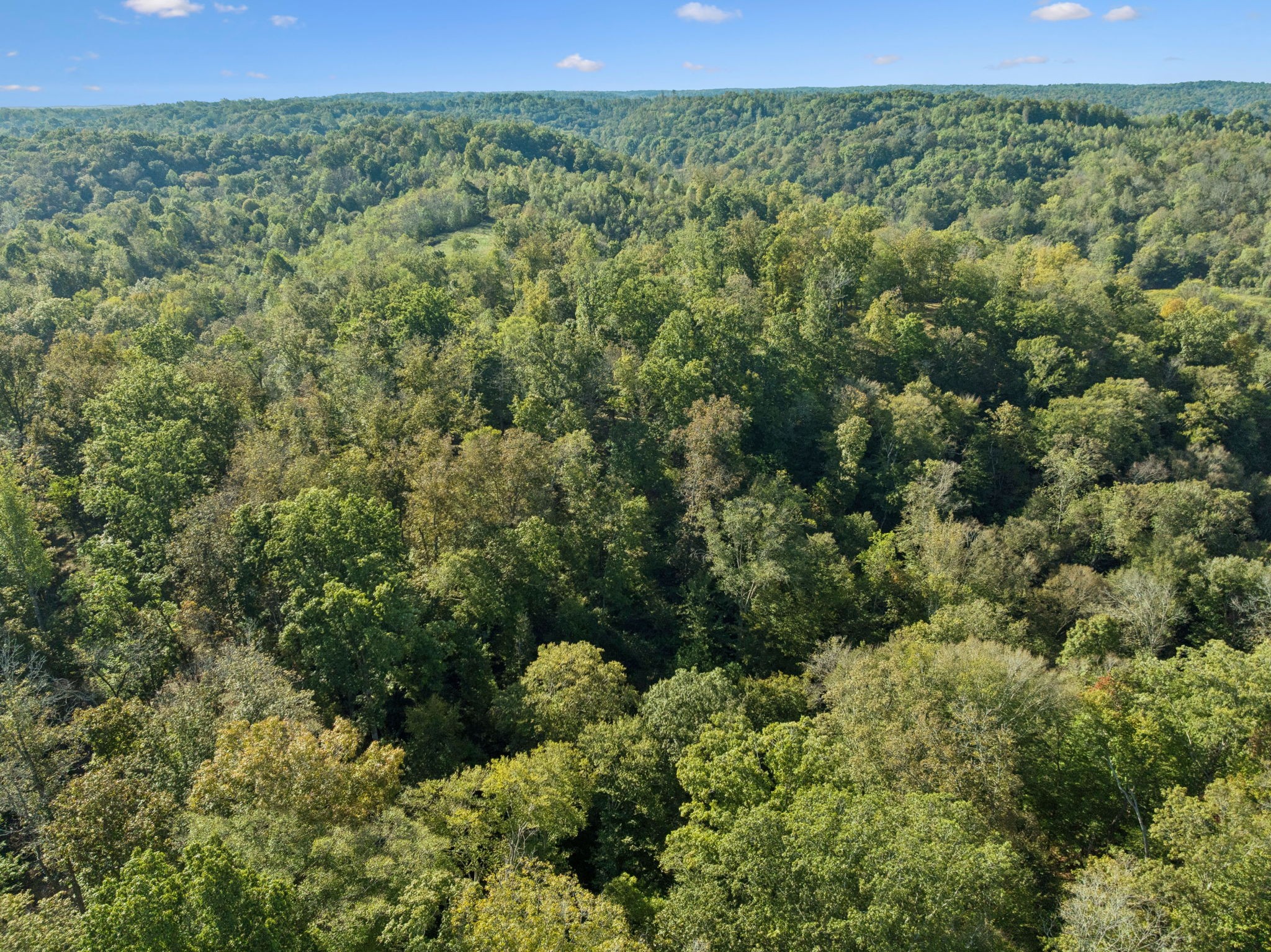 6017 Russell Ridge Lane Franklin, TN 37064 - Photo 42 of 73 a view of a forest with a street