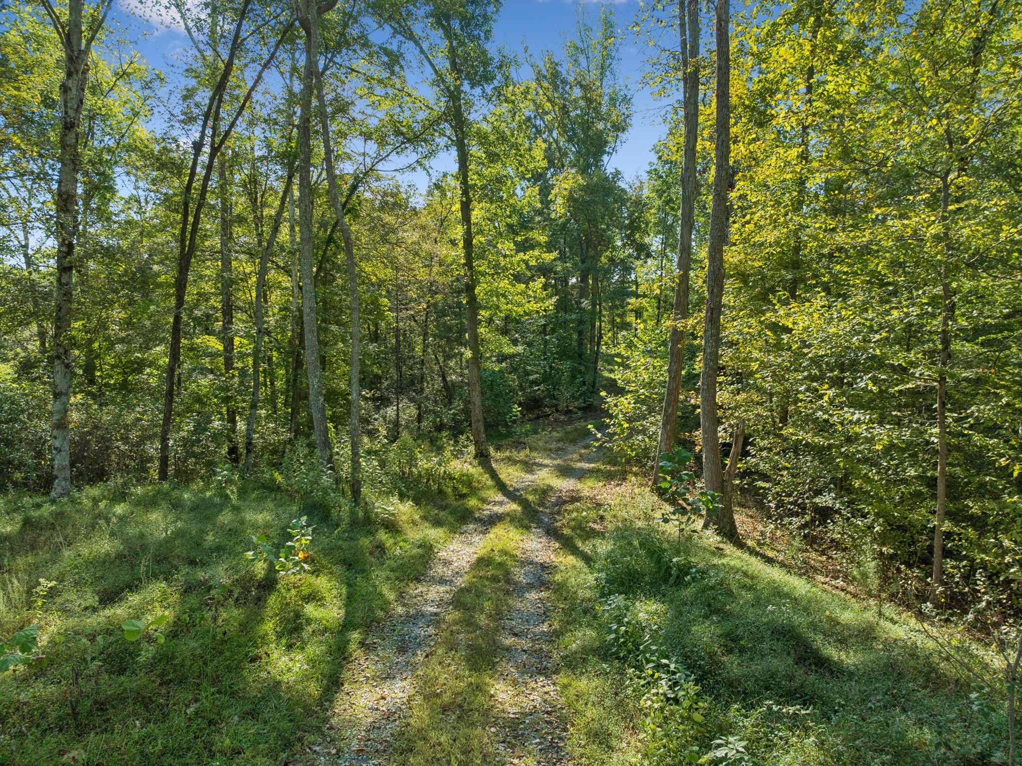 6017 Russell Ridge Lane Franklin, TN 37064 - Photo 47 of 73 a view of a lush green forest