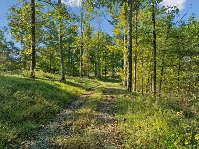 a view of a yard with a tree