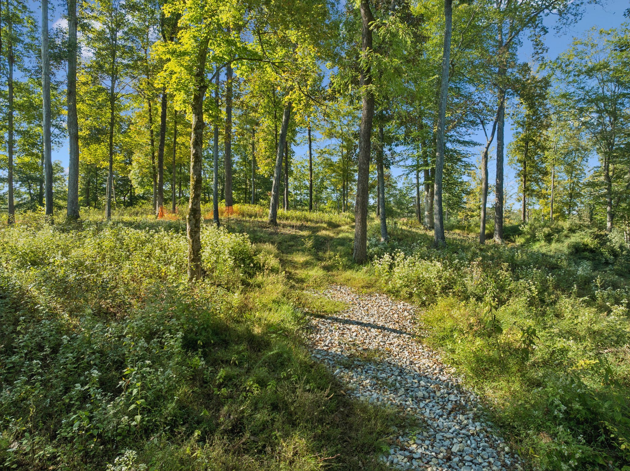 6017 Russell Ridge Lane Franklin, TN 37064 - Photo 51 of 73 a view of yard