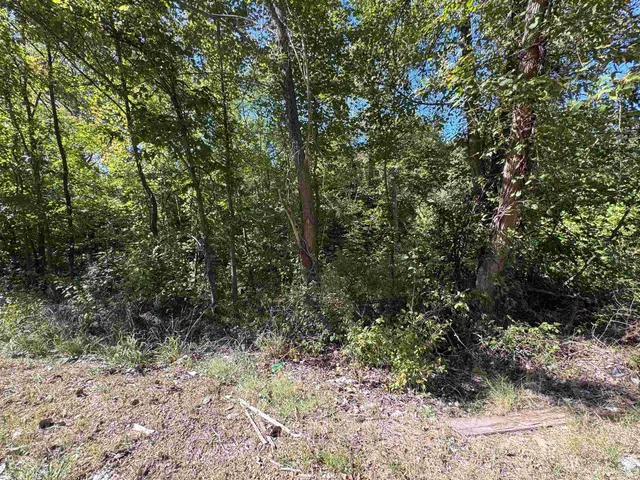a view of a forest with trees in the background