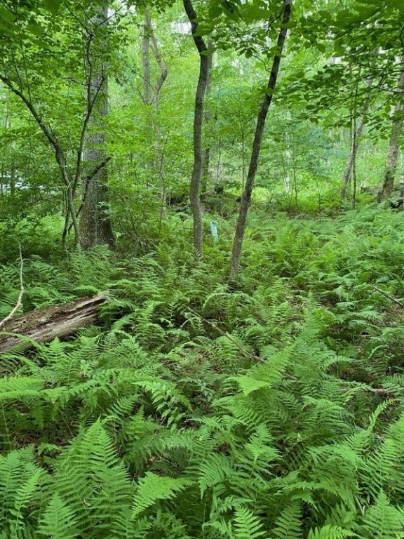 0 Walker Road Foster, RI 02825 - Photo 1 of 4 Beautiful Green Lot