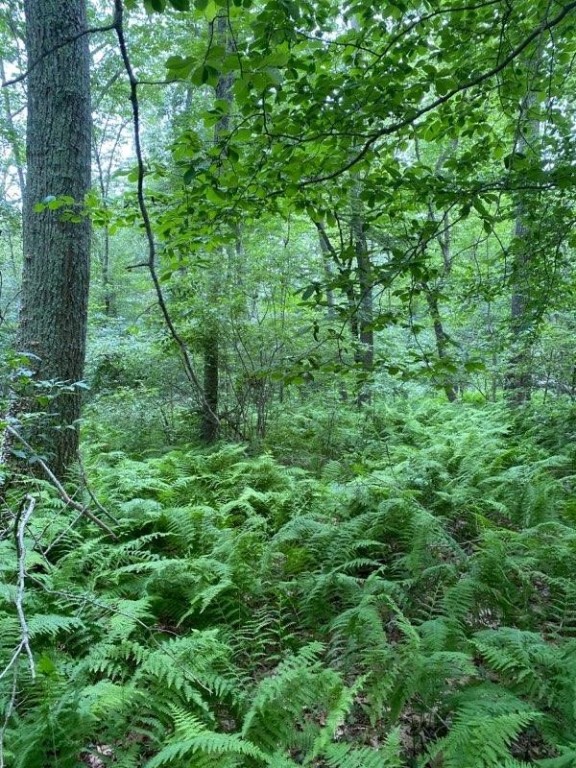 0 Walker Road Foster, RI 02825 - Photo 2 of 4 Stone walls