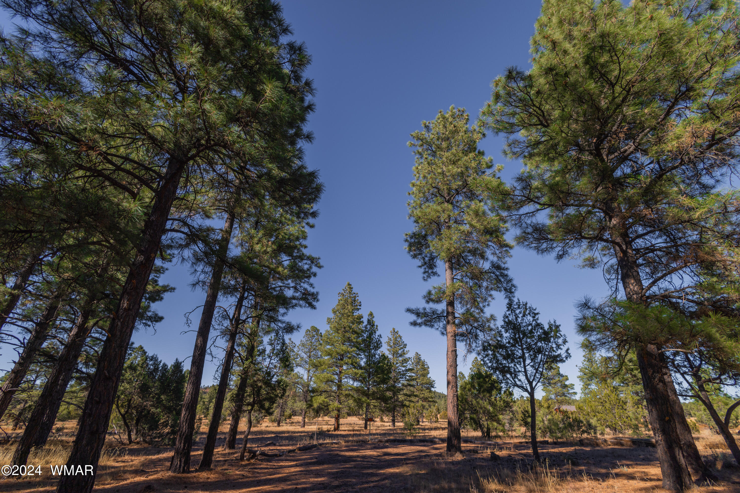 39 L Dynamite Pinetop, AZ 85935 - Photo 4 of 12