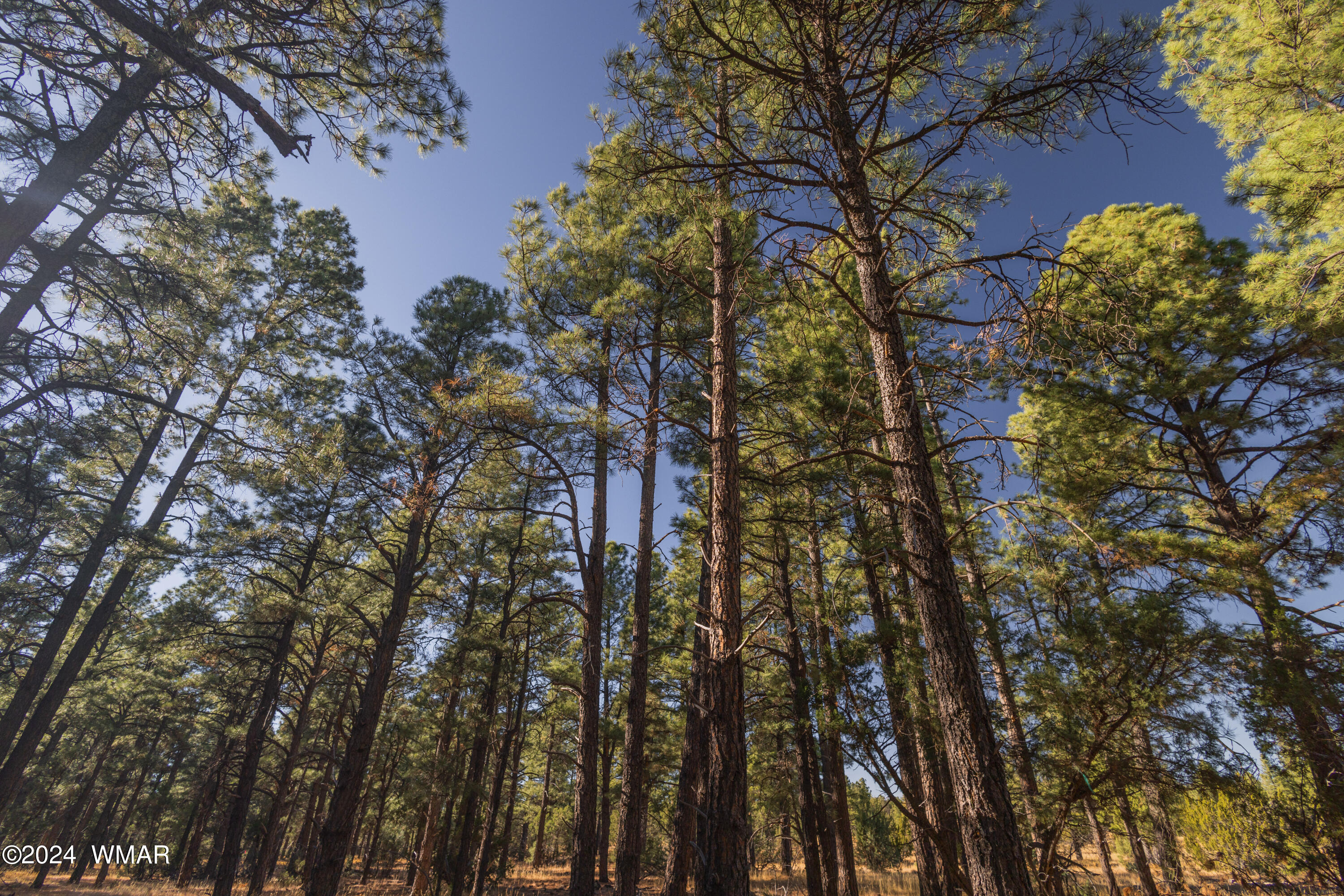 39 L Dynamite Pinetop, AZ 85935 - Photo 6 of 12