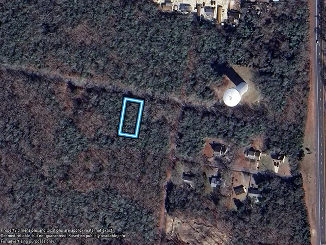 a view of a forest with a tree