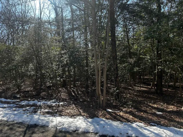 a view of a forest with trees