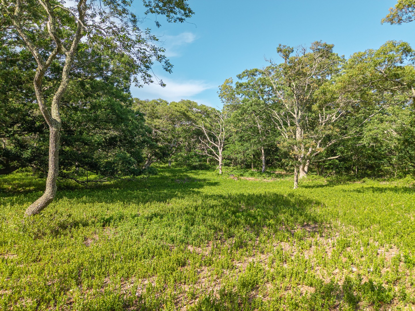 11 Beach Pebble Road West Tisbury, MA 02568 - Photo 6 of 15 a view of a trees with a yard