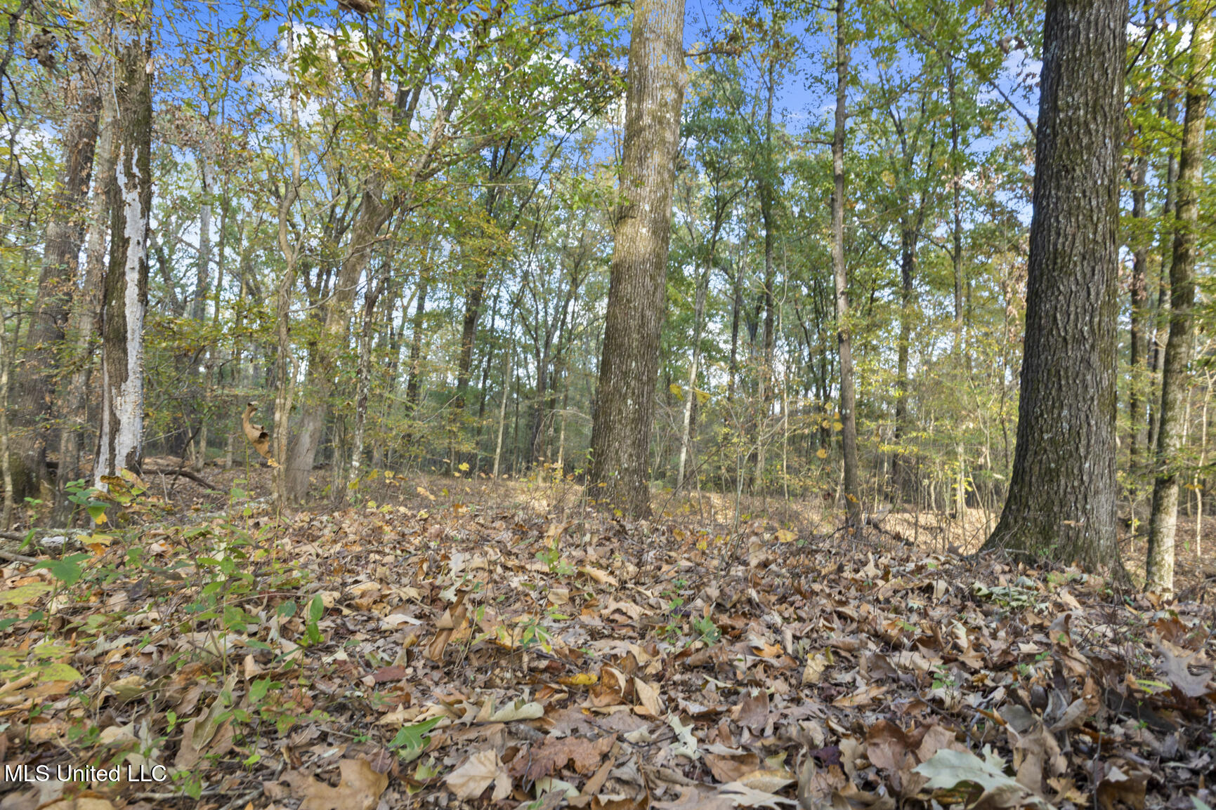 Catlett Road Madison, MS 39110 - Photo 28 of 36 Catlett Rd-11