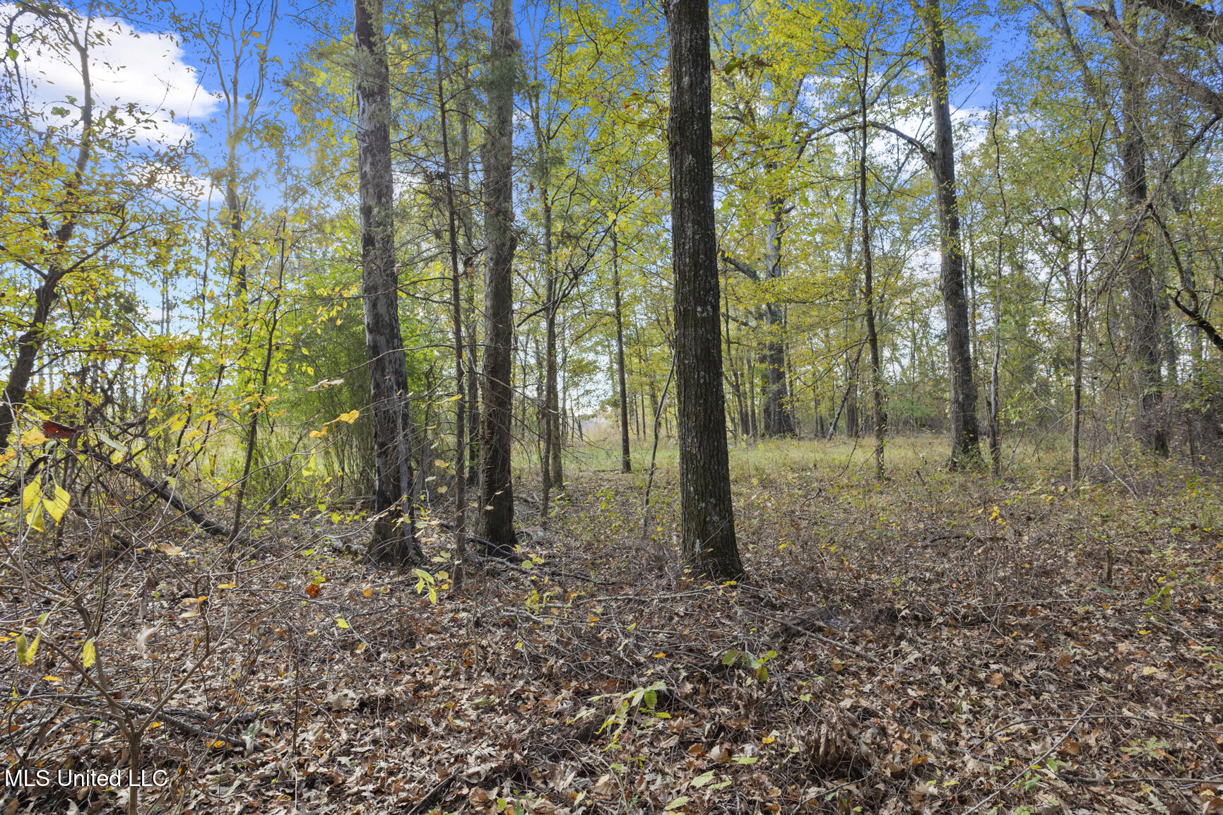 Catlett Road Madison, MS 39110 - Photo 29 of 36 Catlett Rd-12
