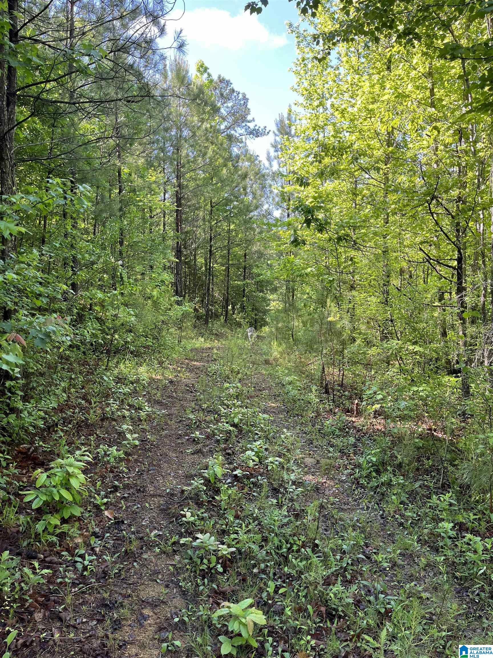 0 Morton Road, Unit 1 Oneonta, AL 35121 - Photo 13 of 14