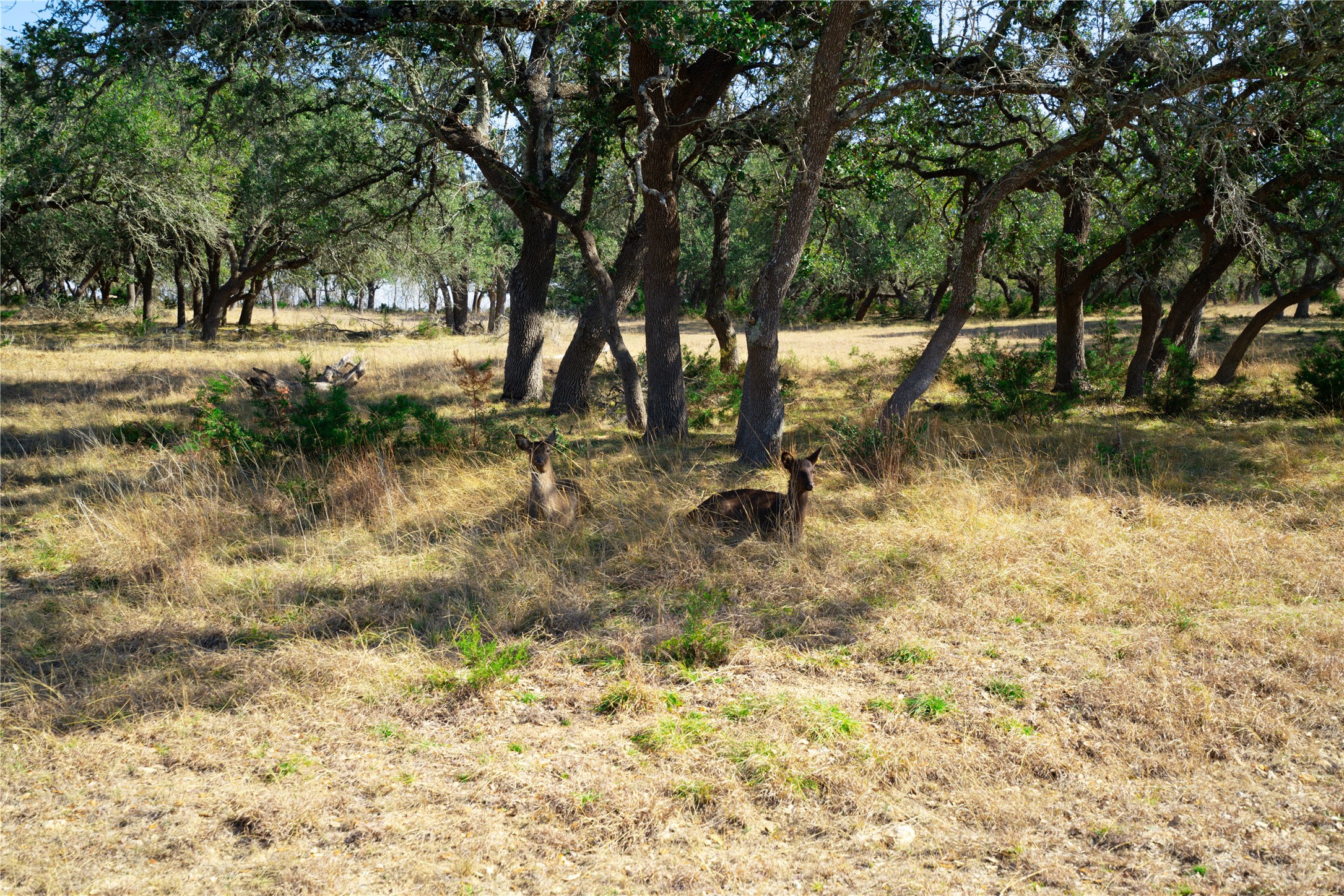 101 Mystic Overlook Road Dripping Springs, TX 78620 - Photo 7 of 27