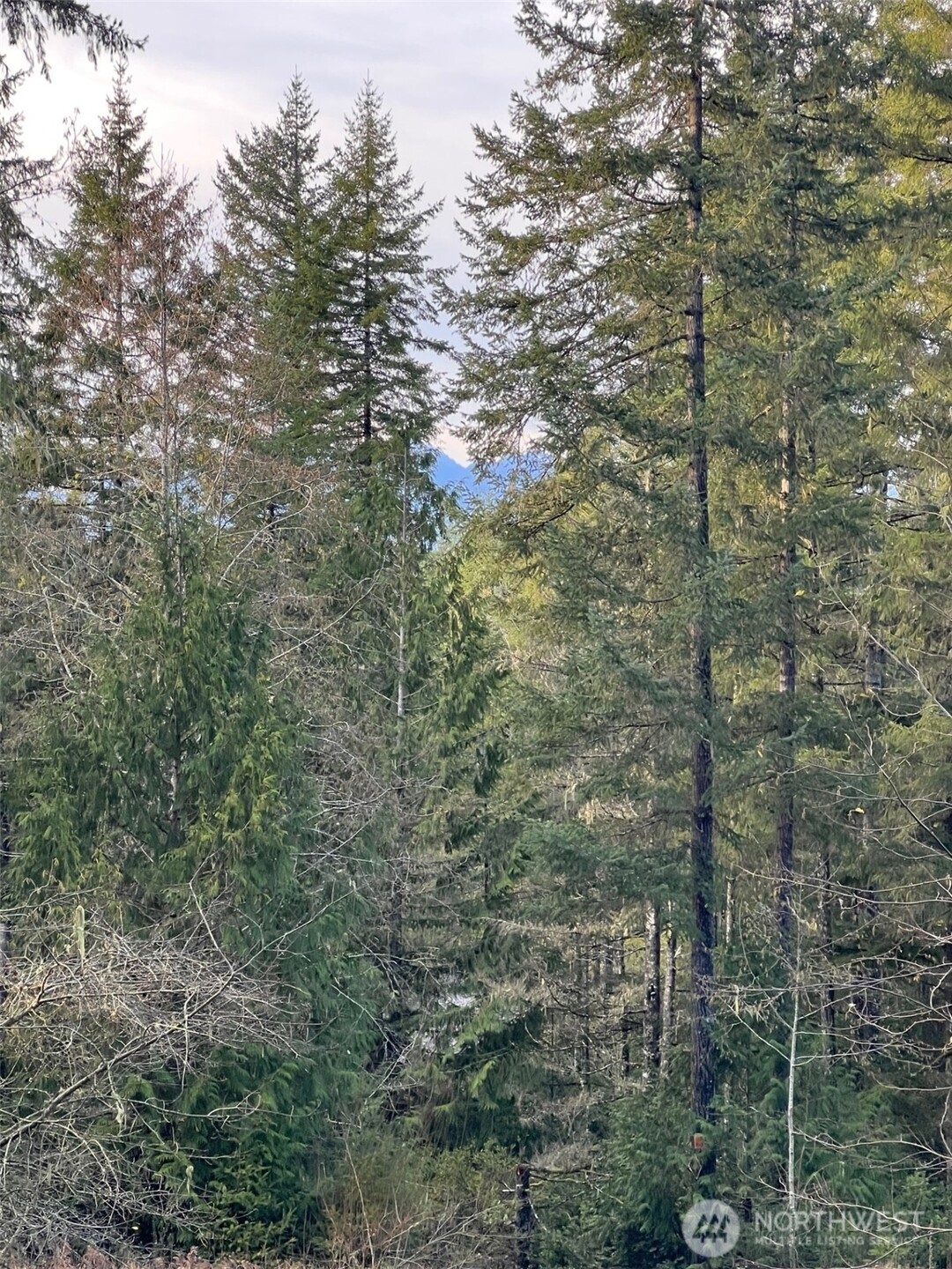 4731 East Rasor Road Belfair, WA 98528 - Photo 21 of 21 a view of a house with a yard