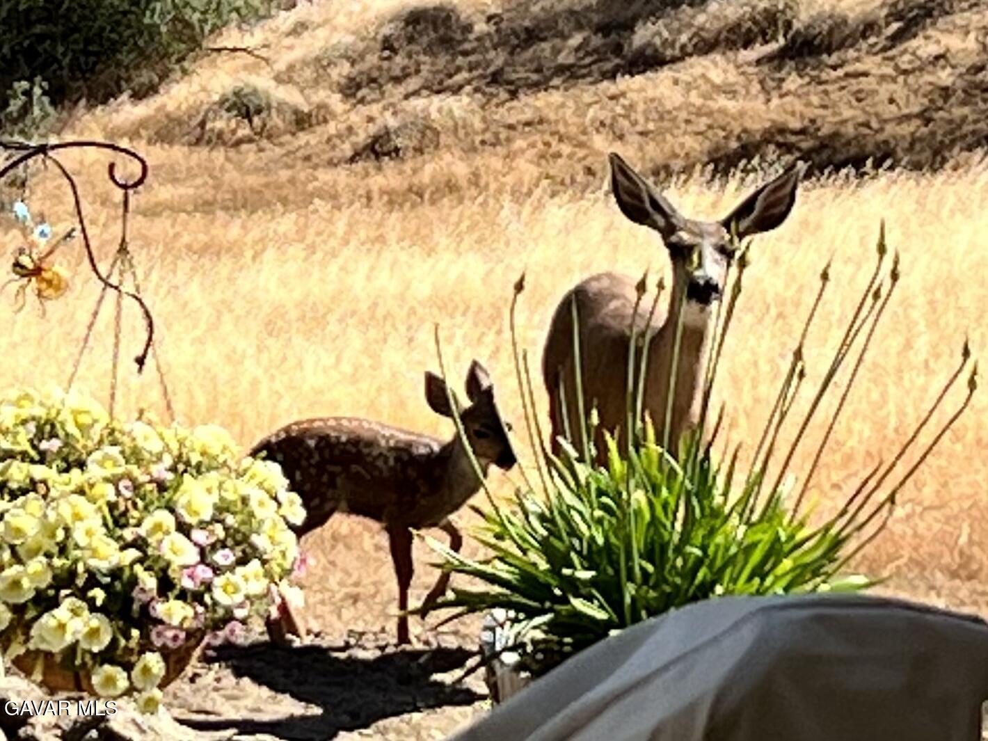 29300 Peregrine Place Tehachapi, CA 93561 - Photo 49 of 49 Doe with fawn