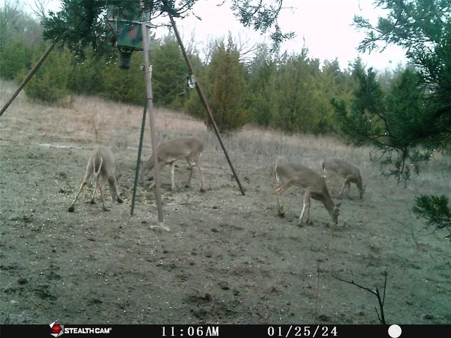 a view of a dry yard with trees