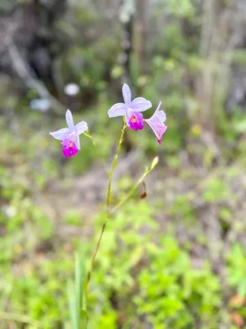 a view of a big yard with a plant
