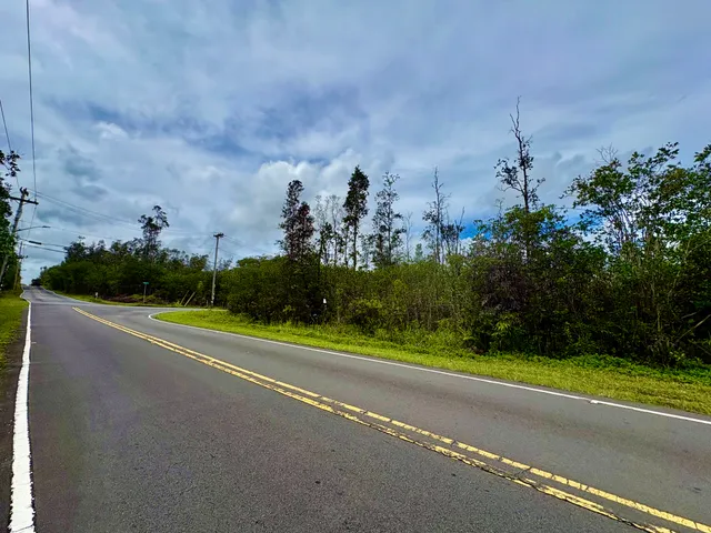 a close up of a lush green forest