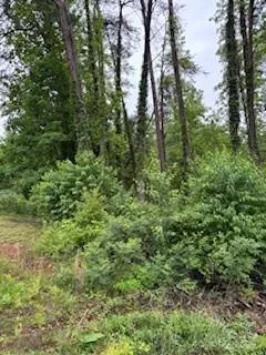 a view of a lush green forest