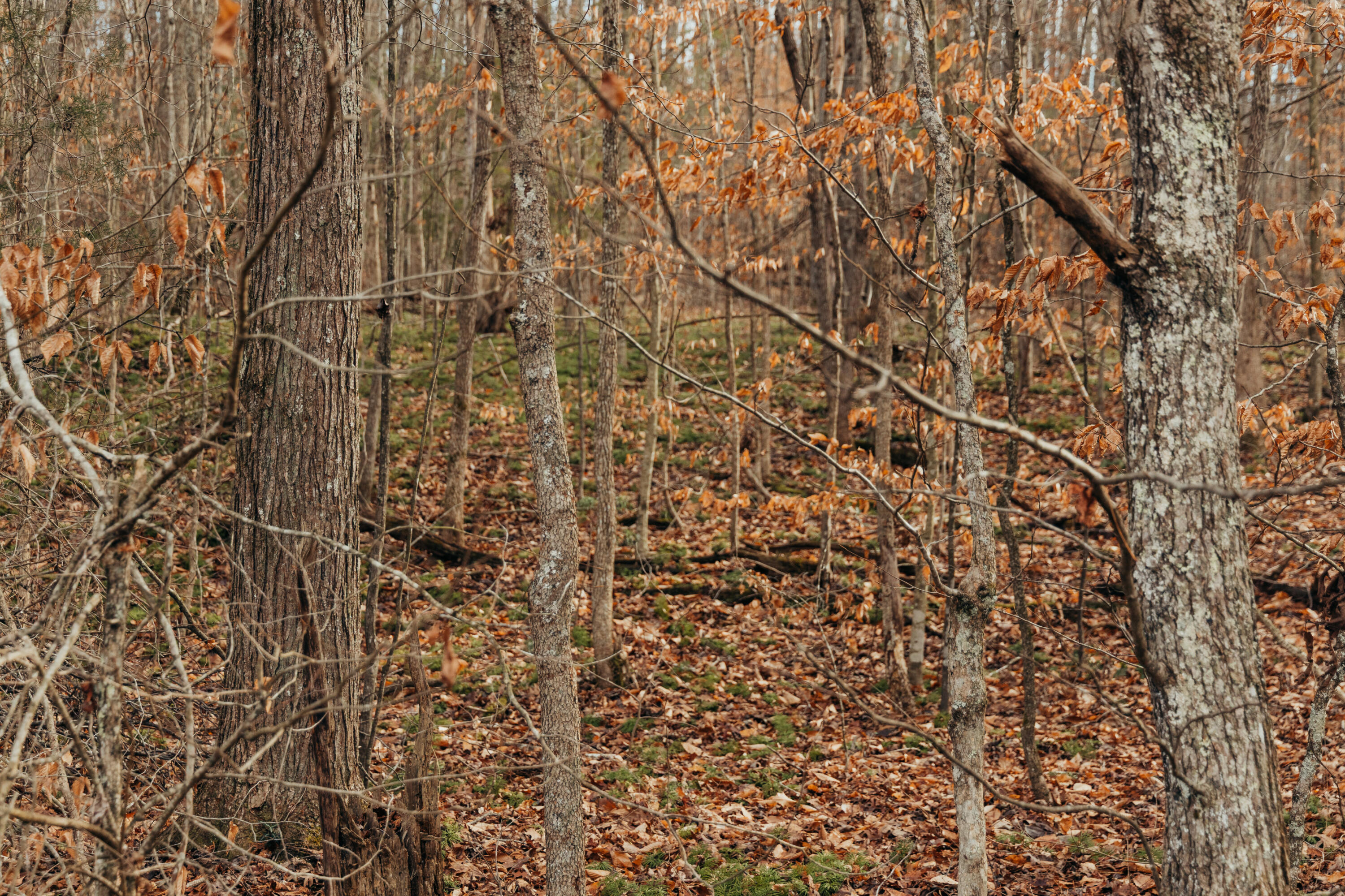 -tbd Whites Branch Road Wellington, KY 40387 - Photo 13 of 19 3Q8A9345
