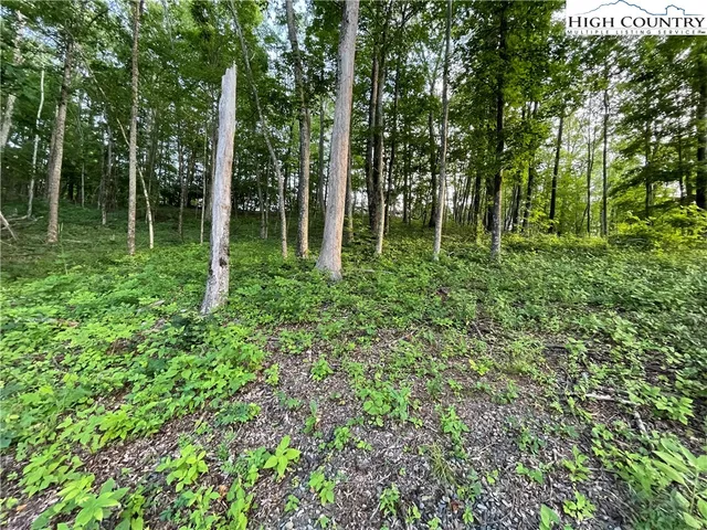 a view of a yard and tree