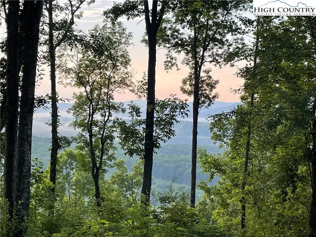 a view of a plants of the trees