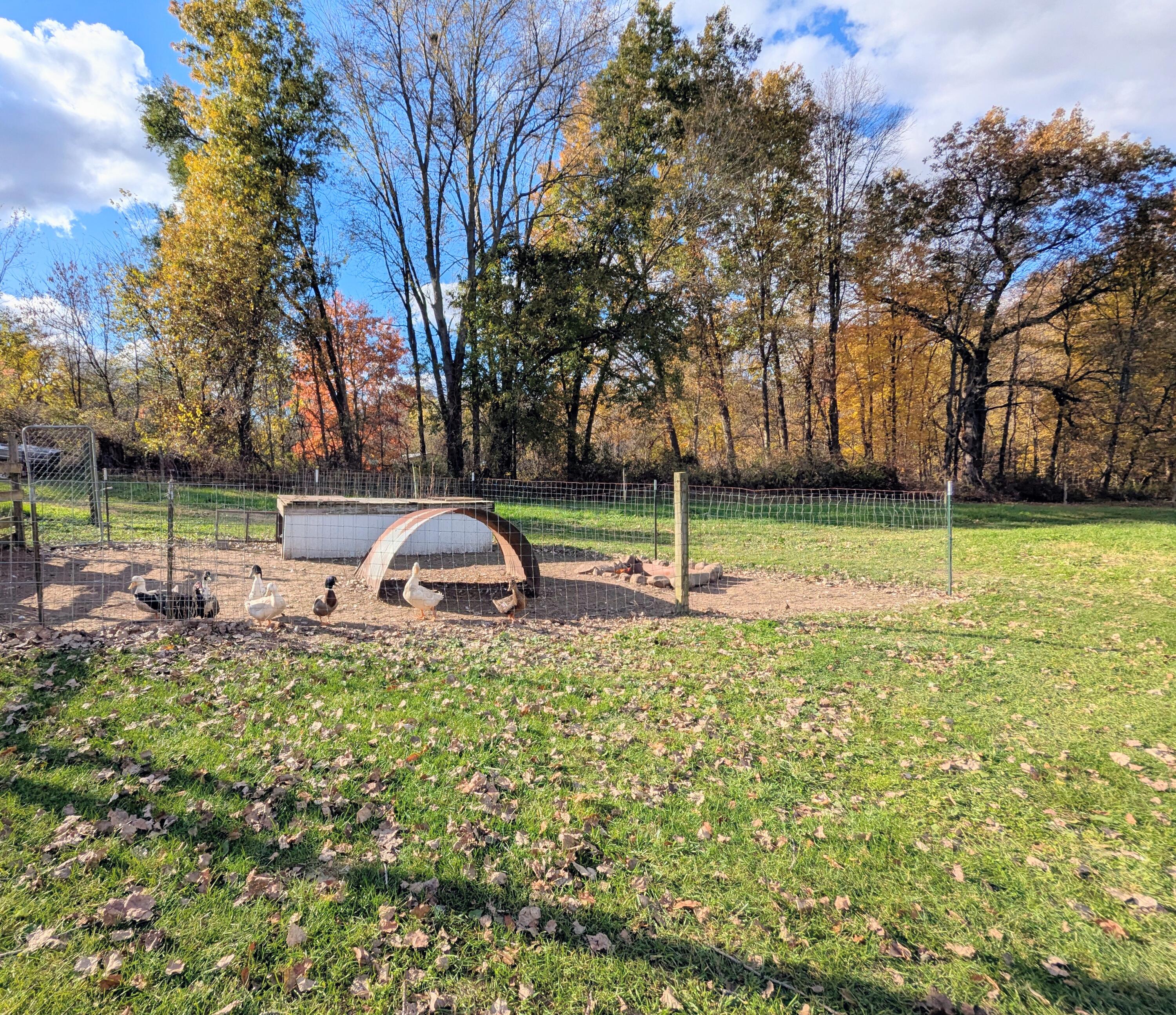 9913 Jones Road Bellevue, MI 49021 - Photo 83 of 94 PXL_20251030_195002163.MP~2
