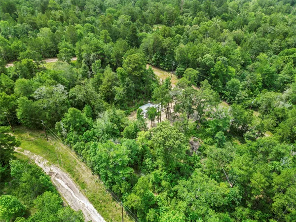 a view of a lush green forest