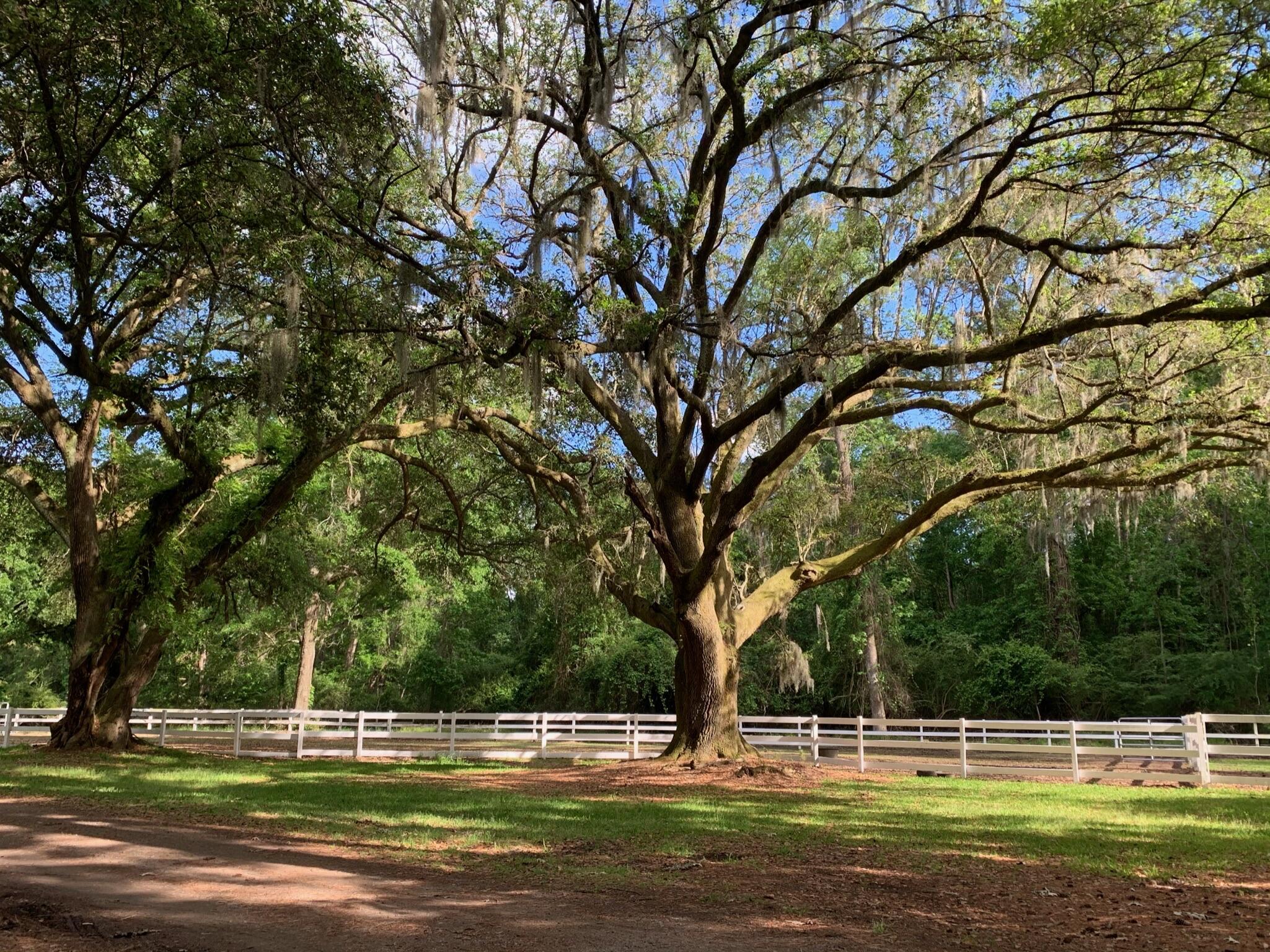 2194 River Road Johns Island, SC 29455 - Photo 2 of 46 IMG_2194
