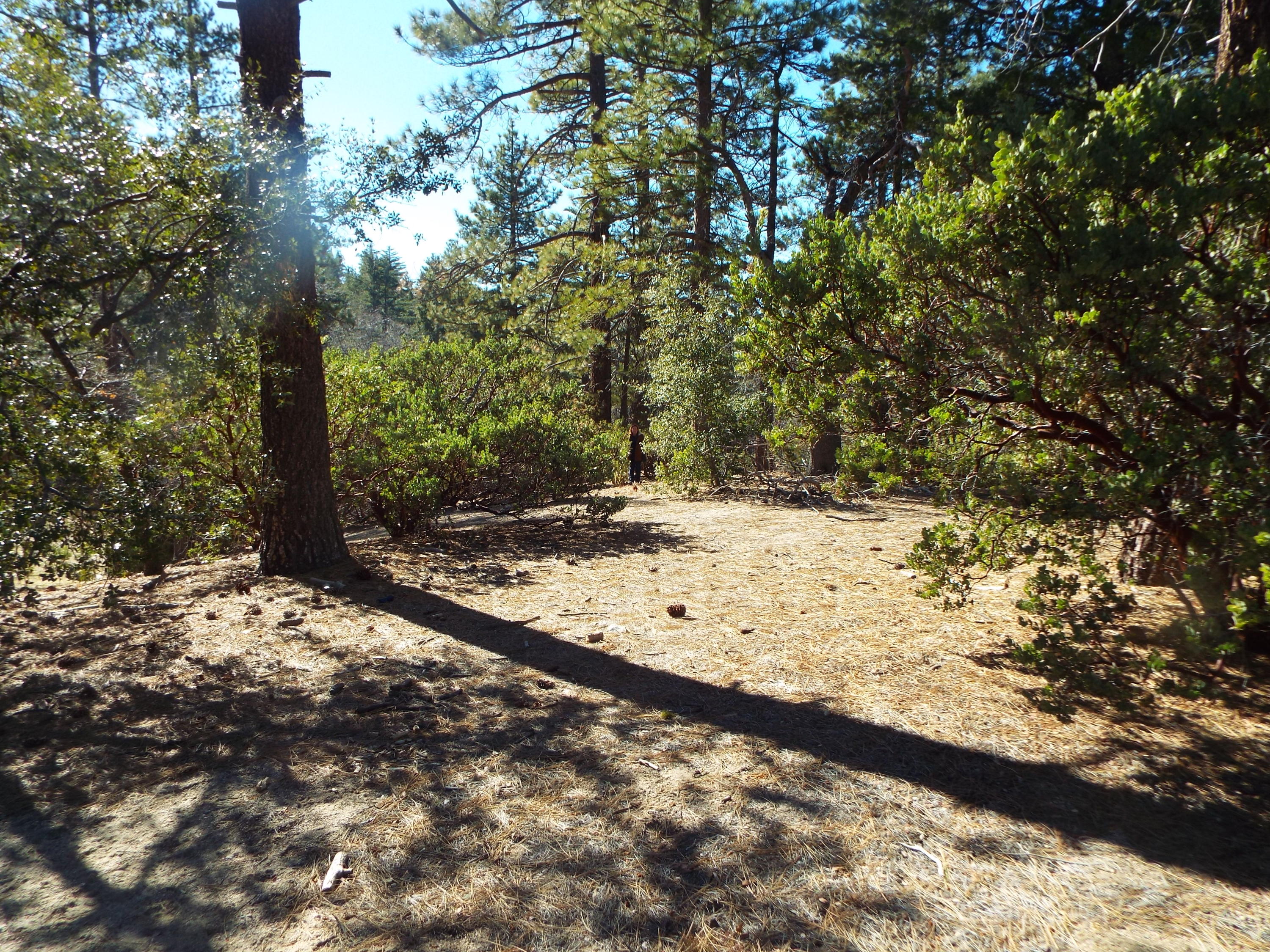 0 McGovern Road Idyllwild, CA 92549 - Photo 3 of 7 a view of a yard with trees
