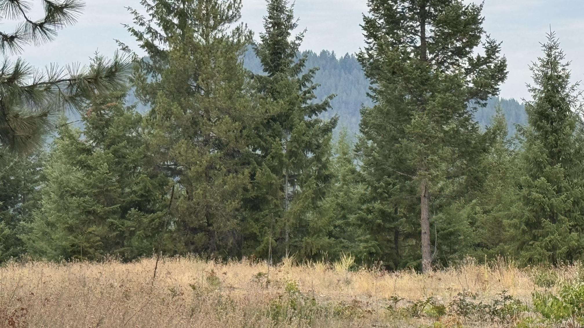 10313 Spring Valley Road Elk, WA 99009 - Photo 9 of 28 Gallery Image 9