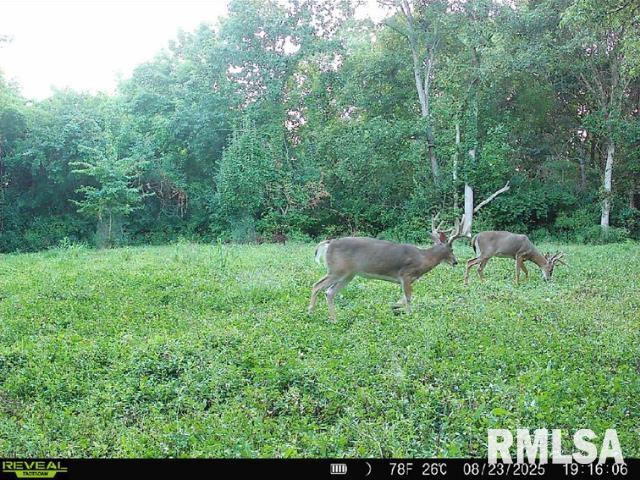 4231 Stone Road Springfield, IL 62707 - Photo 81 of 85