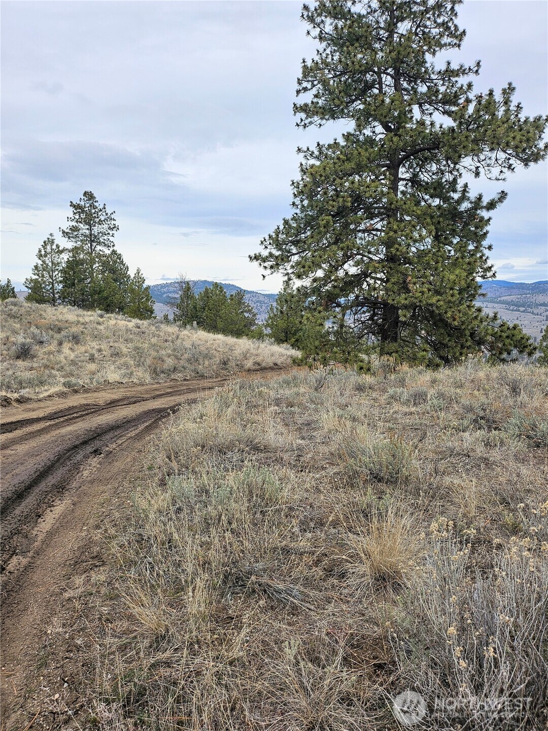 1 Badger Road Tonasket, WA 98855 - Photo 11 of 12 a view of a dry yard with trees