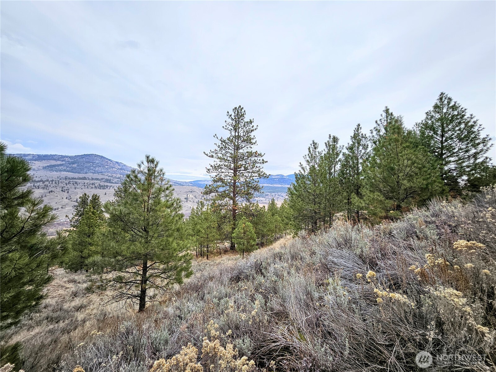 1 Badger Road Tonasket, WA 98855 - Photo 4 of 12 a view of a dry yard with trees and stairs