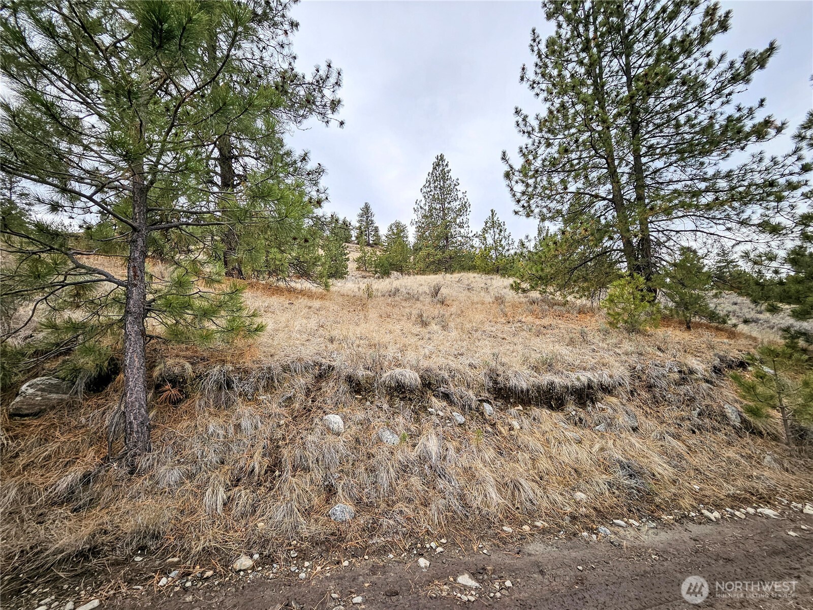 1 Badger Road Tonasket, WA 98855 - Photo 5 of 12 a view of a dry yard with trees