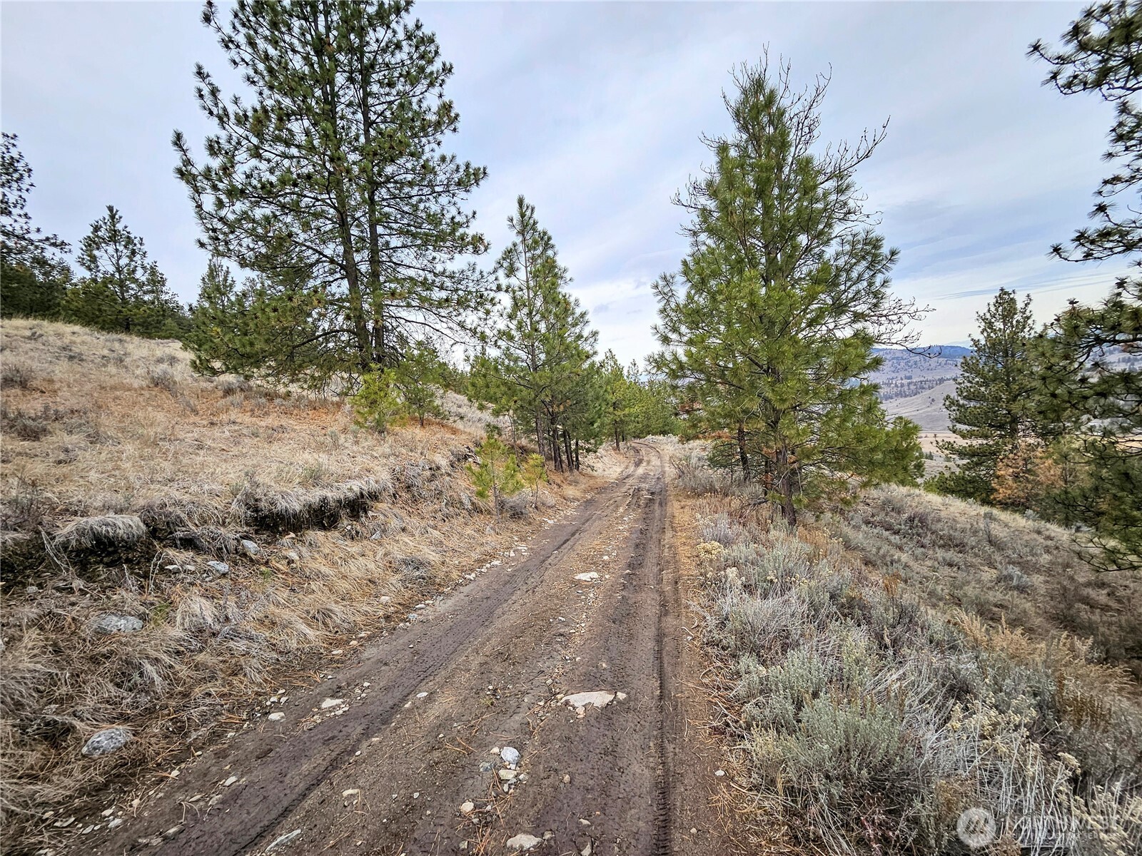 1 Badger Road Tonasket, WA 98855 - Photo 6 of 12 a view of a dry yard with trees and stairs