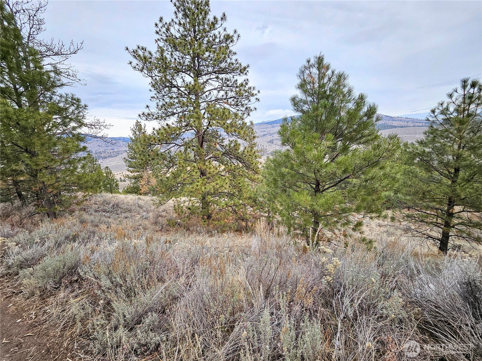 1 Badger Road Tonasket, WA 98855 - Photo 7 of 12 a view of a forest filled with trees