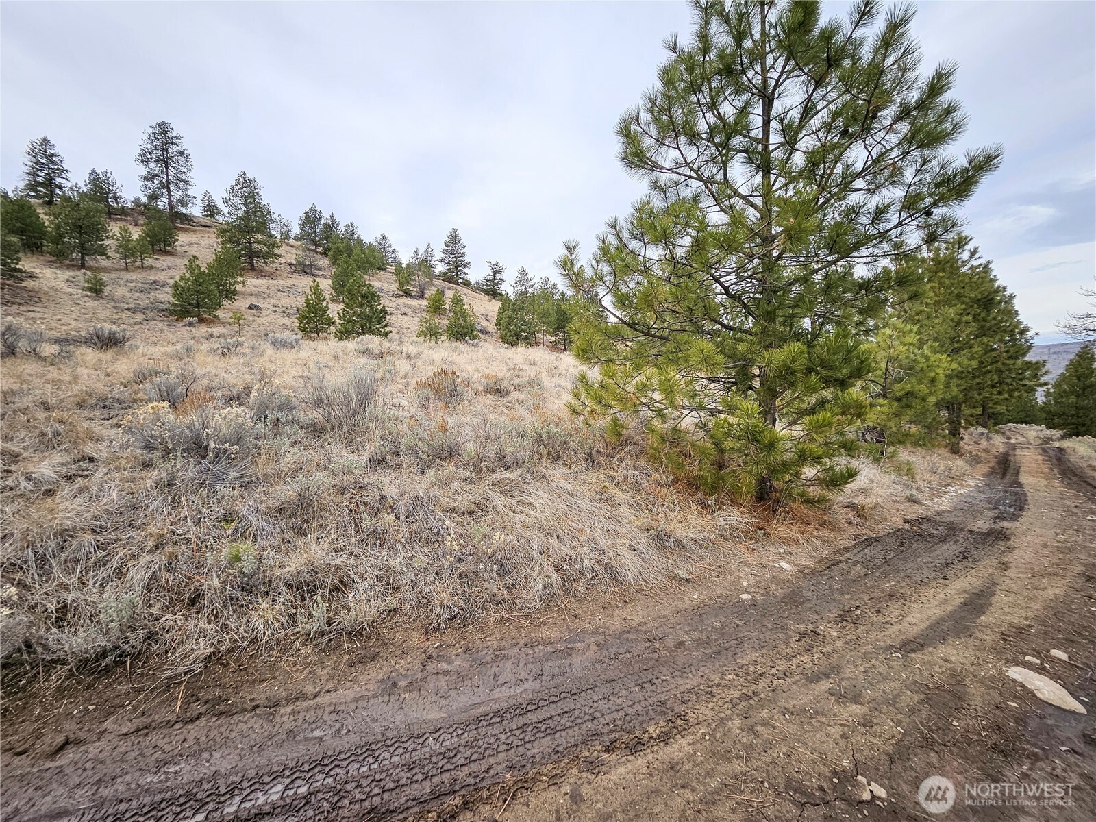 1 Badger Road Tonasket, WA 98855 - Photo 8 of 12 a view of a dry yard with trees in the background