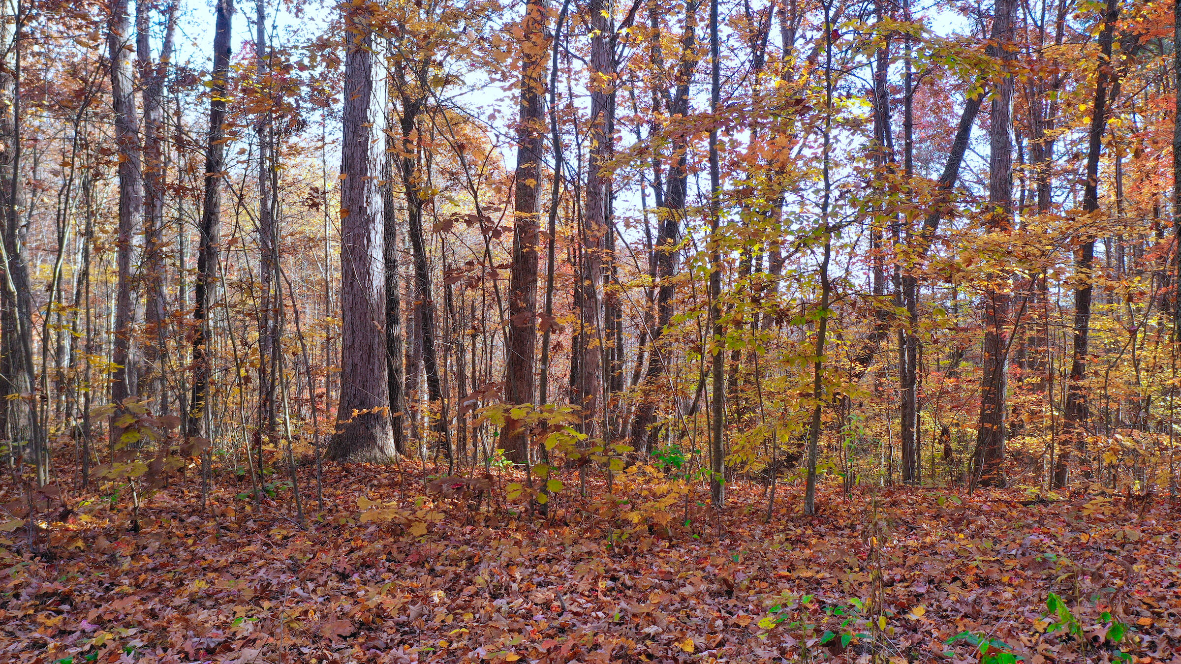 0 Cleft Rock Road Mount Vernon, KY 40456 - Photo 24 of 29 0 Cleft Rock Rd.DJI_0498