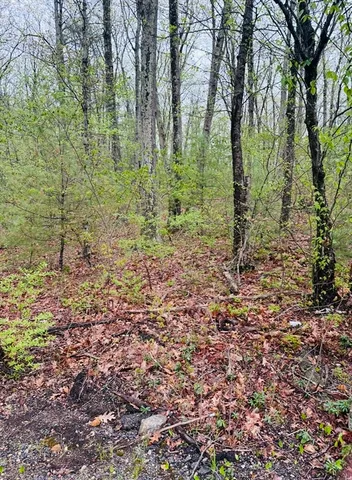 a view of a forest filled with trees