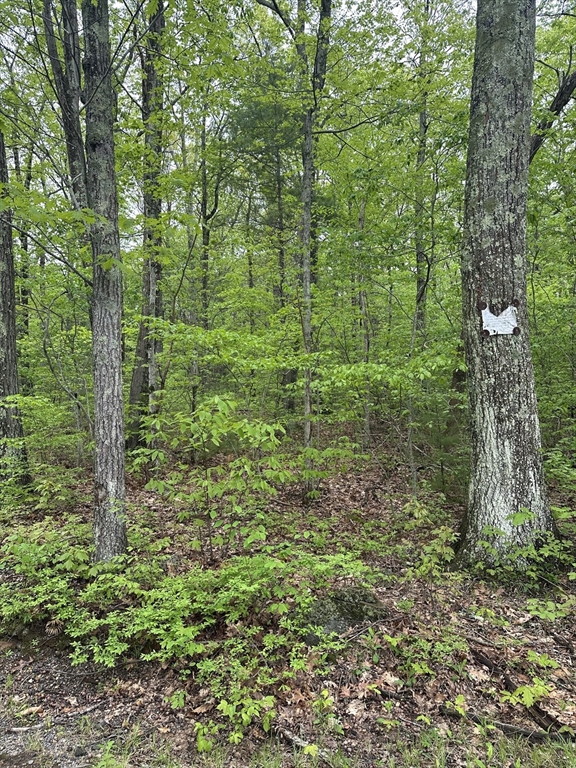48 Mill Road North Brookfield, MA 01535 - Photo 3 of 4 a view of a forest with a tree