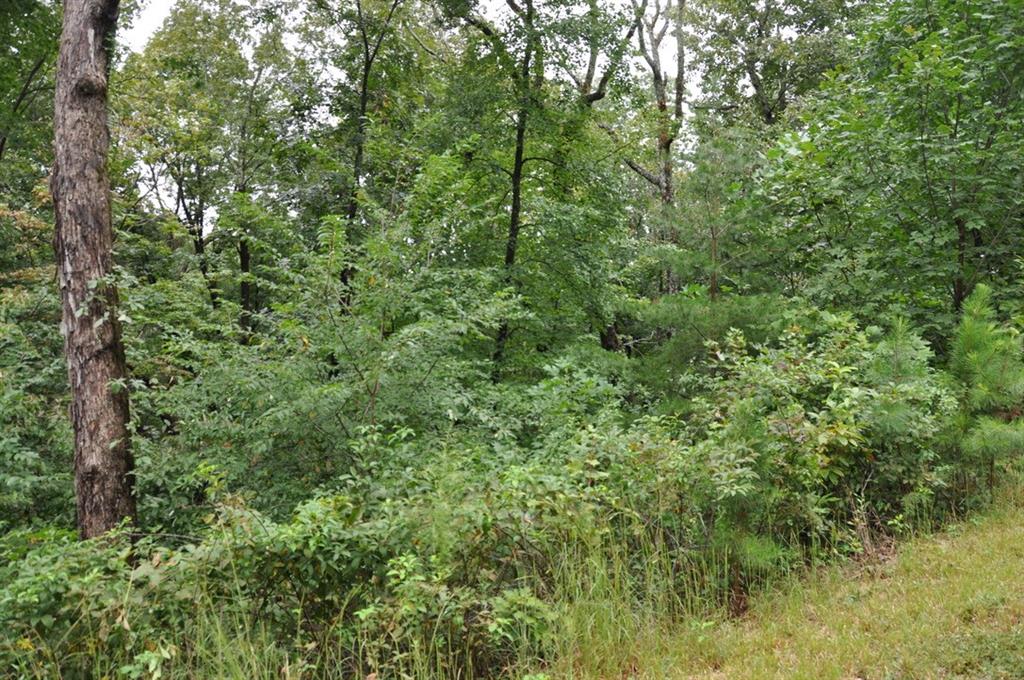 3461 Wild Pansy Ridge Big Canoe, GA 30143 - Photo 4 of 24 a view of a lush green forest