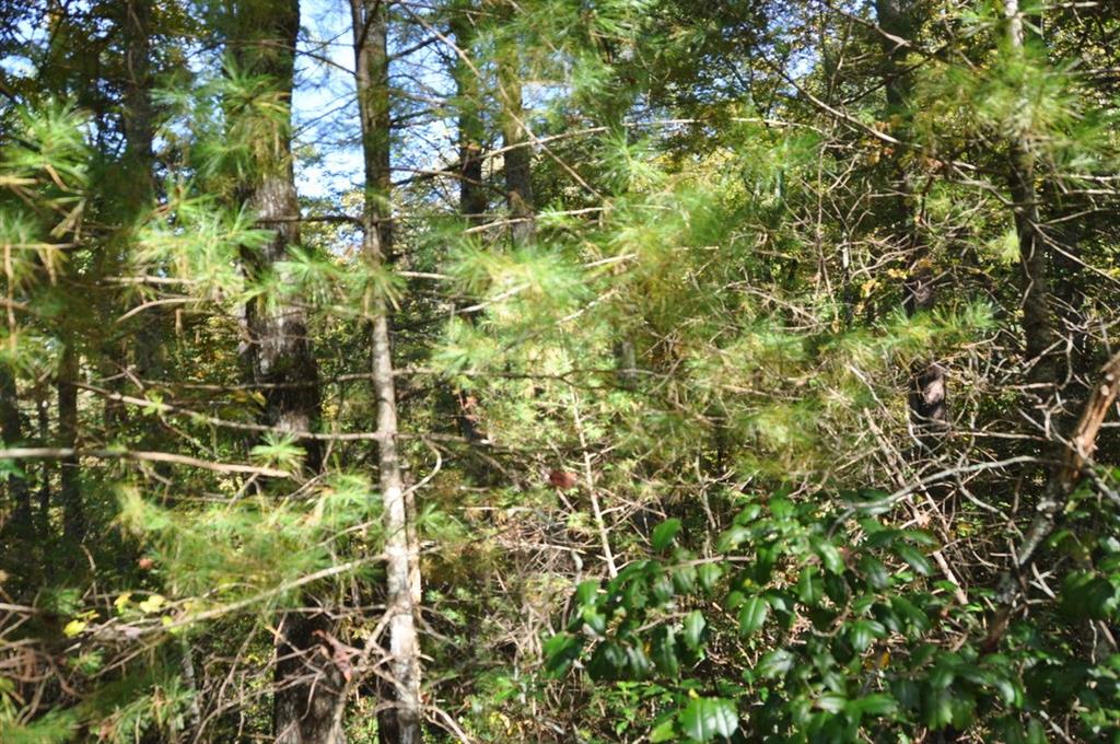 3461 Wild Pansy Ridge Big Canoe, GA 30143 - Photo 7 of 24 a view of a small yard