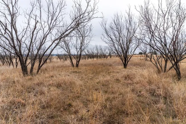 a view of yard covered with snow in back