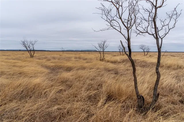 a view of yard with trees