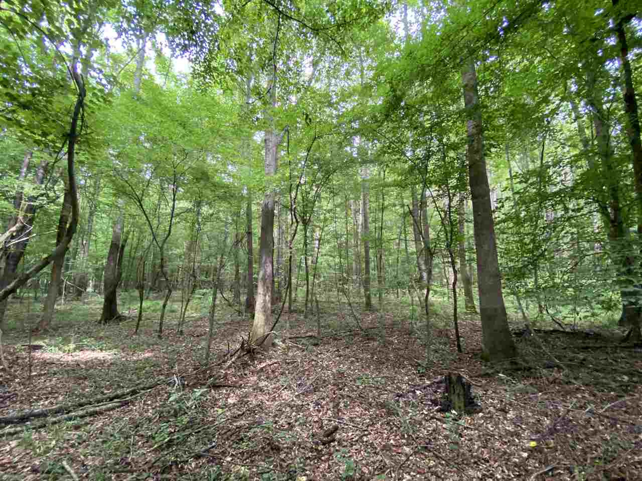 0 Bilbro Road Walnut Grove, MS 39189 - Photo 19 of 24 Photo 19