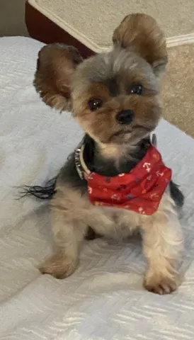 $6,000 | 1617 North Flagler Drive, Unit 603/604, West Palm Beach, FL 33407